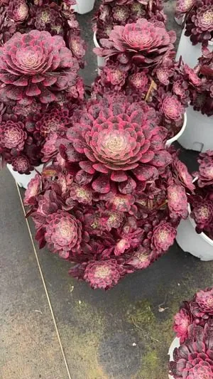 Aeonium 'Clear Moon' — wholesale Aeonium from Yunnan, China