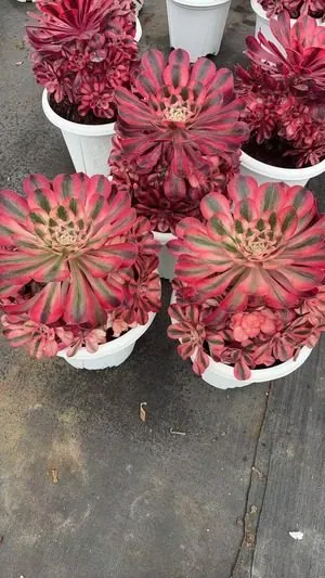 Aeonium Aeonium 'Alice' Large Cluster succulent — wholesale export from Yunnan, China