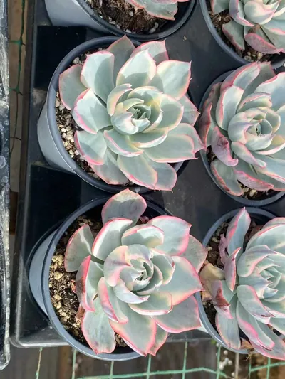 Amethyst Star Variegated — photo 2 of 6