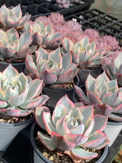 Amethyst Star Variegated — photo 3 of 6
