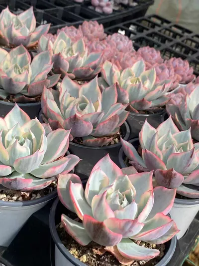 Amethyst Star Variegated — photo 6 of 6