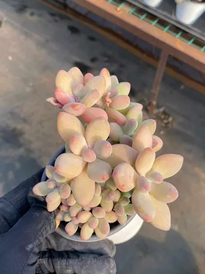 Apple Beauty — wholesale Echeveria from Yunnan, China