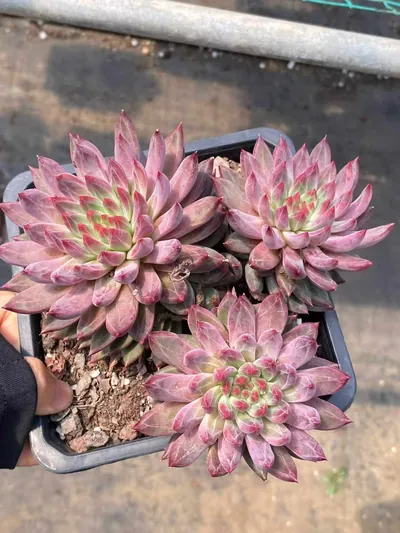 Echeveria Awakening of Insects 3 Heads succulent — wholesale export from Yunnan, China