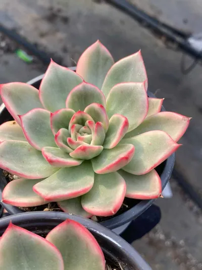 Azure Variegated — photo 2 of 6