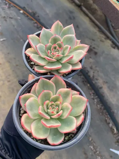 Azure Variegated — photo 3 of 6