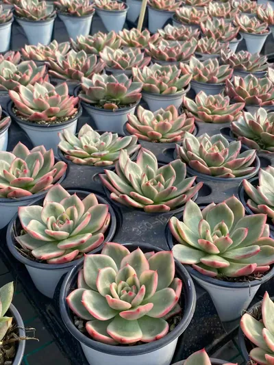 Azure Variegated — photo 4 of 6