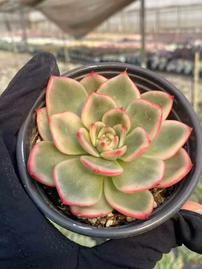 Echeveria Azure Variegated succulent — wholesale export from Yunnan, China