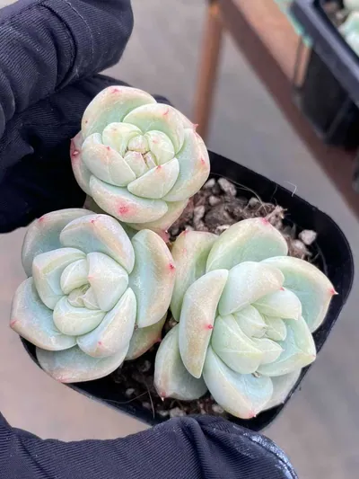 Baize Cluster — photo 2 of 6