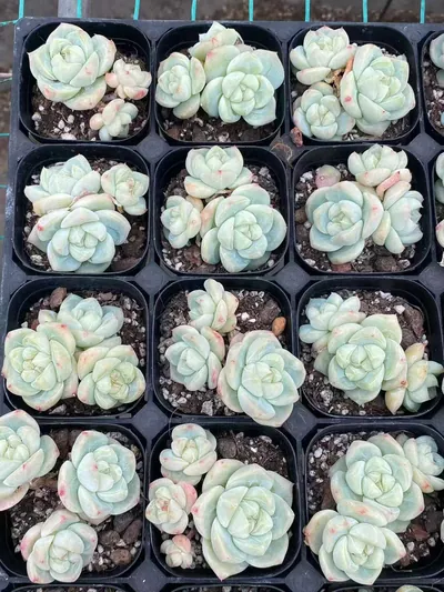 Baize Cluster — photo 3 of 6