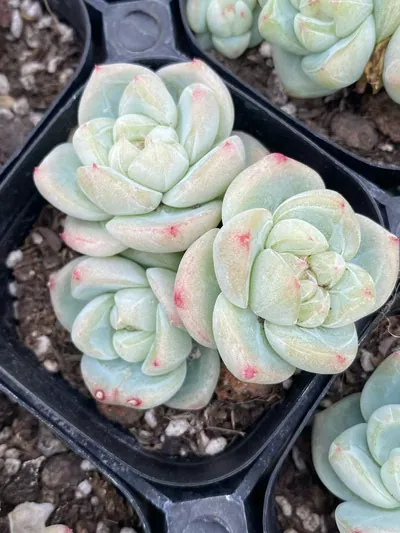 Baize Cluster — photo 4 of 6