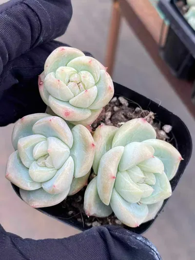 Baize Cluster — photo 6 of 6
