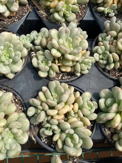 Bayi Cluster — photo 3 of 6