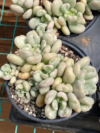 Bayi Cluster — photo 5 of 6