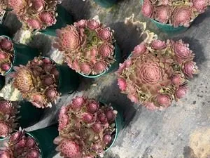 Aeonium Aeonium 'Radiant Face' succulent — wholesale export from Yunnan, China