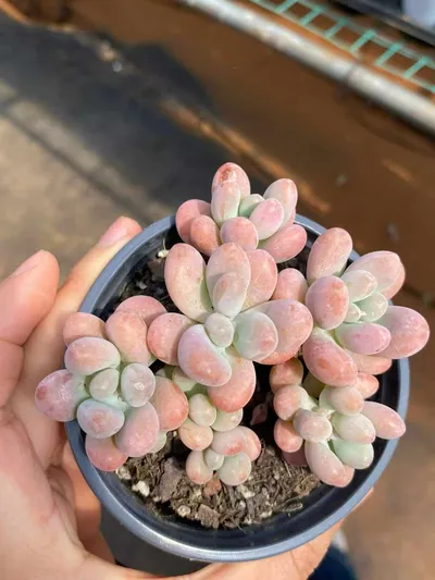 Graptopetalum Big Star succulent — wholesale export from Yunnan, China