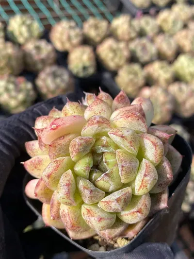 Black Beach — wholesale Echeveria from Yunnan, China