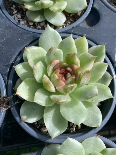 Black Crystal Variegated — photo 2 of 6