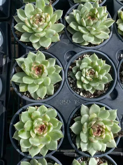 Black Crystal Variegated — photo 3 of 6