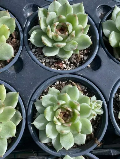 Black Crystal Variegated — photo 4 of 6