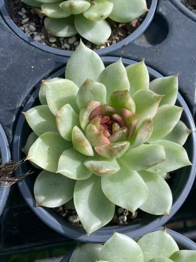 Black Crystal Variegated — photo 6 of 6