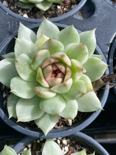 Echeveria Black Crystal Variegated succulent — wholesale export from Yunnan, China