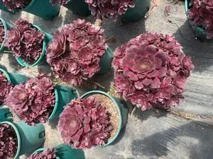 Aeonium Aeonium 'Good Fortune' succulent — wholesale export from Yunnan, China