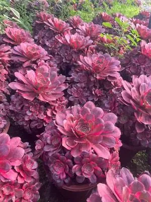 Aeonium Aeonium 'Good Fortune' succulent — wholesale export from Yunnan, China