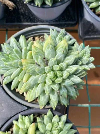Echeveria Blue-and-White Porcelain succulent — wholesale export from Yunnan, China