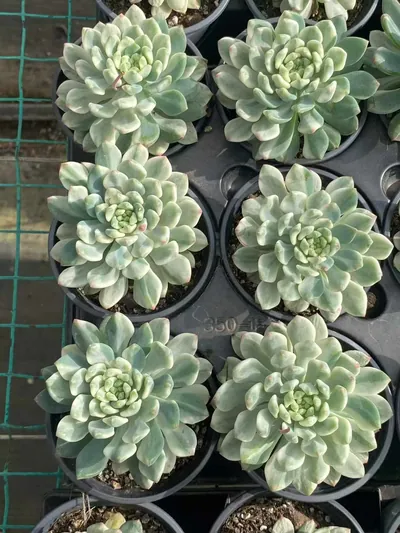 Blue Apple Variegated — photo 2 of 6