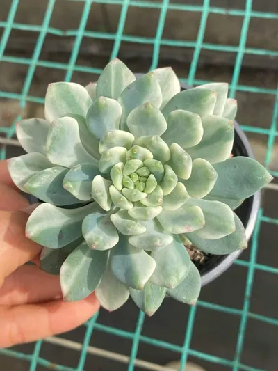 Blue Apple Variegated — photo 3 of 6