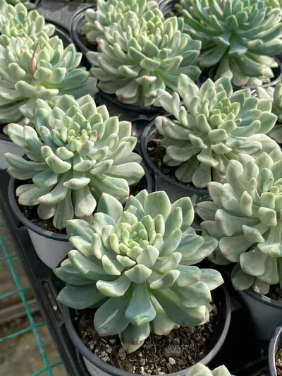 Blue Apple Variegated — photo 4 of 6