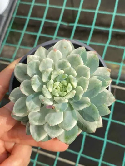 Blue Apple Variegated — photo 5 of 6