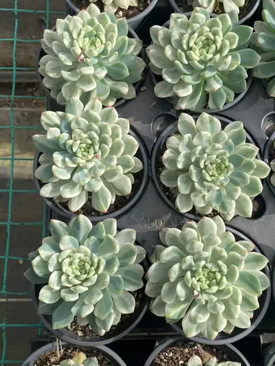 Blue Apple Variegated — photo 6 of 6