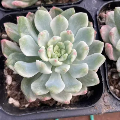Blue Apple Variegated Single — photo 3 of 6