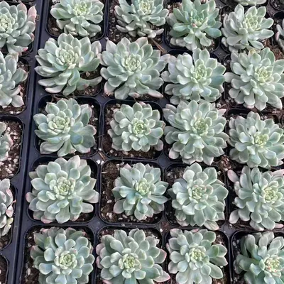 Blue Apple Variegated Single — photo 4 of 6