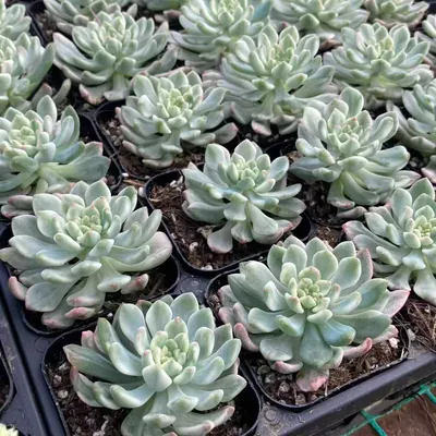 Blue Apple Variegated Single — photo 6 of 6
