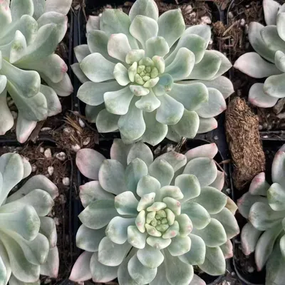 Echeveria Blue Apple Variegated Single succulent — wholesale export from Yunnan, China