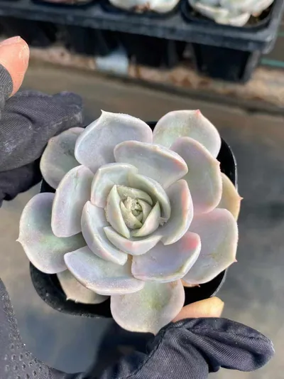 Blue Surprise Variegated — wholesale Echeveria from Yunnan, China
