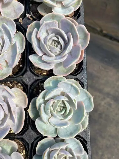 Blue Surprise Variegated — photo 2 of 5