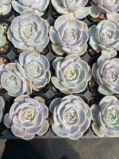 Blue Surprise Variegated — photo 3 of 5