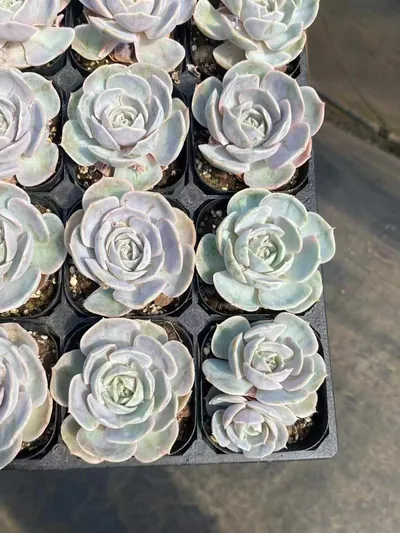 Blue Surprise Variegated — photo 4 of 5