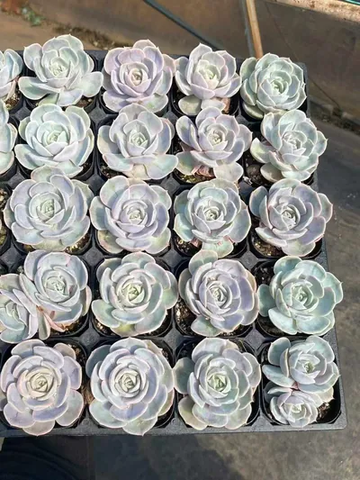 Blue Surprise Variegated — photo 5 of 5
