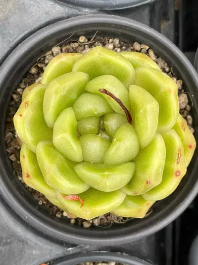 Echeveria Blue Water Ghost succulent — wholesale export from Yunnan, China