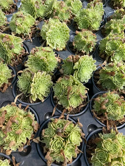 Blue Wave Aeonium (Compact-grown) Cluster — photo 2 of 6