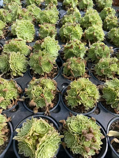 Blue Wave Aeonium (Compact-grown) Cluster — photo 6 of 6