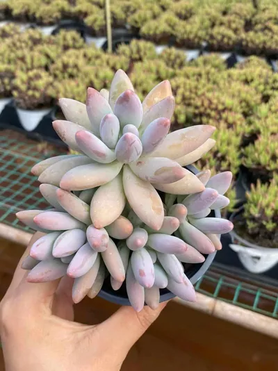 Brandy Beauty Cluster — photo 2 of 6