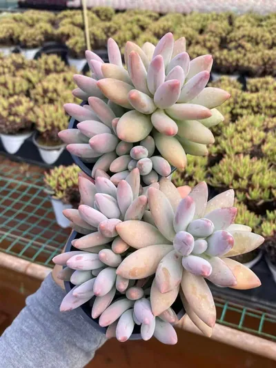 Brandy Beauty Cluster — photo 3 of 6