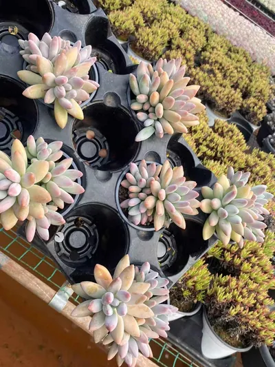 Brandy Beauty Cluster — photo 4 of 6