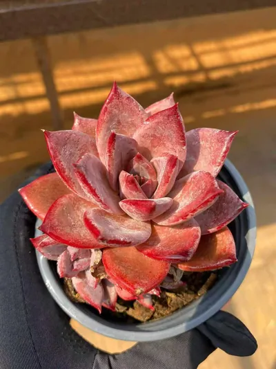 Echeveria Brown Sugar Single w/ Offsets succulent — wholesale export from Yunnan, China