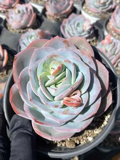 Bruland Single — wholesale Echeveria from Yunnan, China